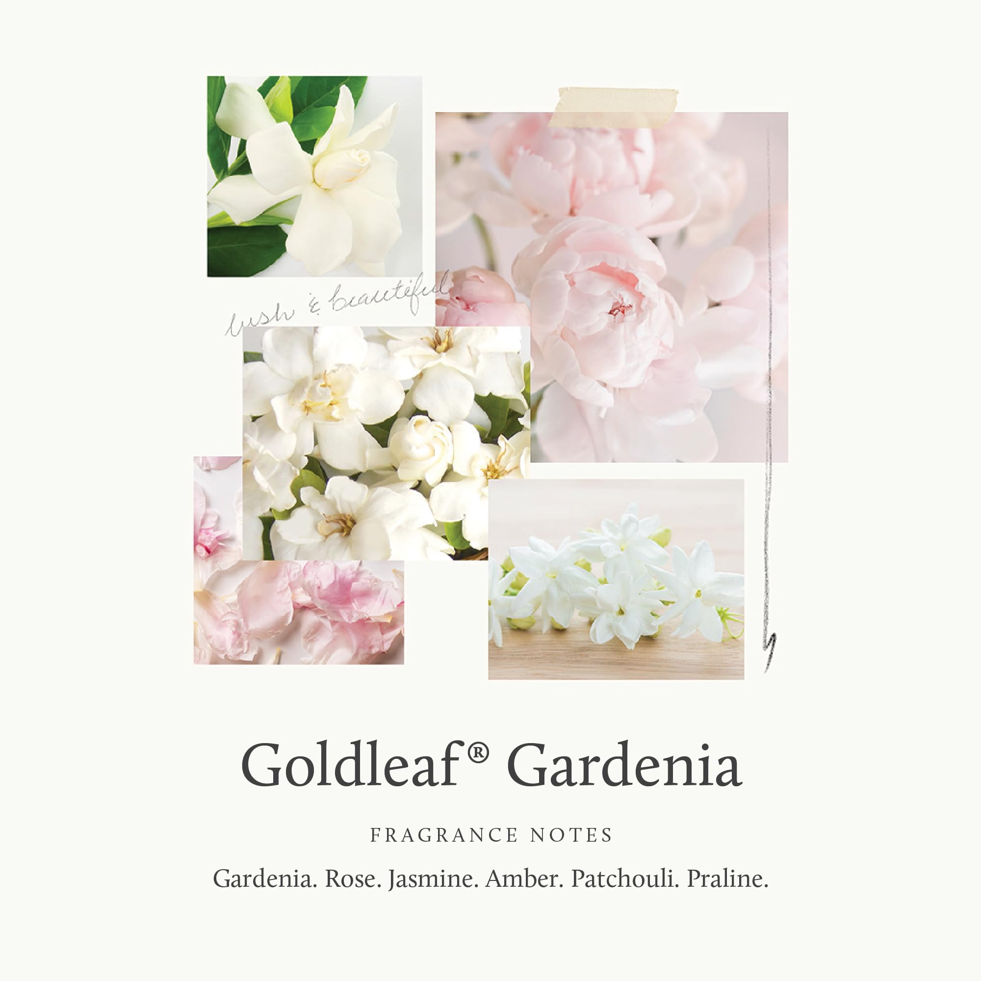 Gardenia with rose and jasmine hints representing Thymes Goldleaf scent