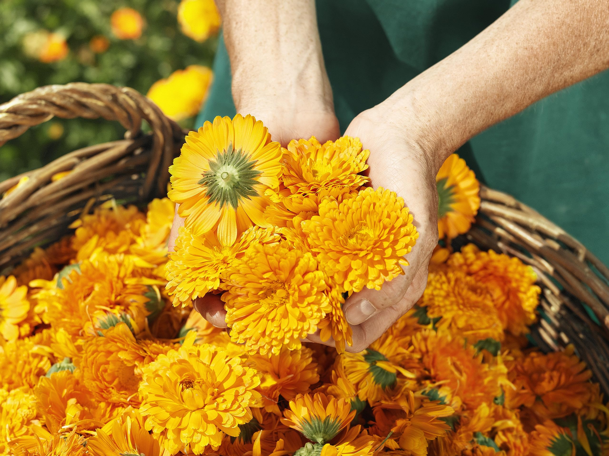 Weleda Calendula balm ingredients promoting gentle skin care