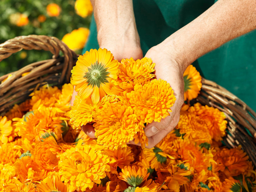 Weleda Calendula balm ingredients promoting gentle skin care
