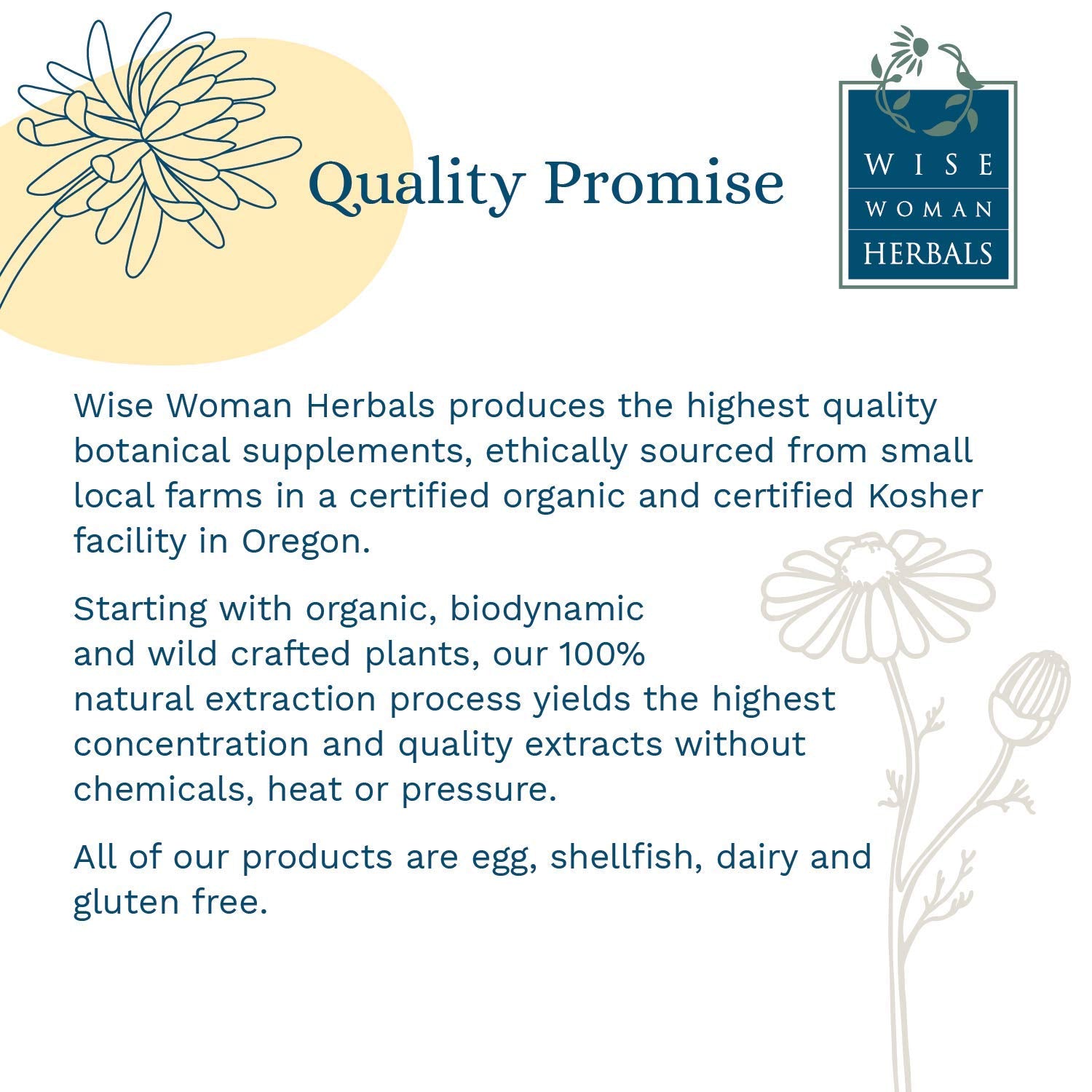 Wise Woman Herbals salve calendula-flowers-closeup highlights soothing botanical details