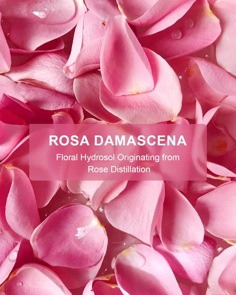 Face spray application on clean skin with Yoken Rose Water Toner for refreshment.