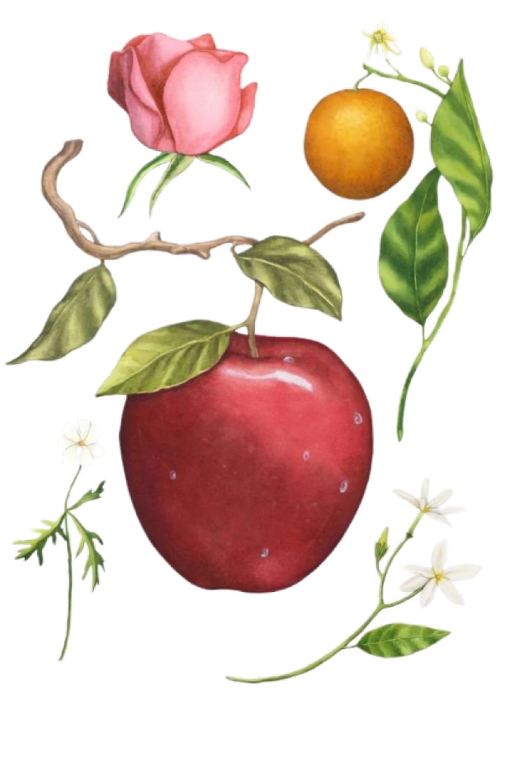 Zara Apple Juice EDT woody base with cedarwood and sandalwood for lasting presence.