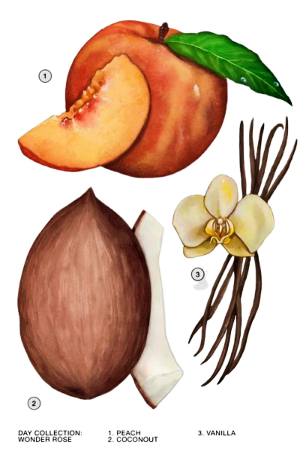 Creamy coconut-vanilla base creates a warm, lasting softness.