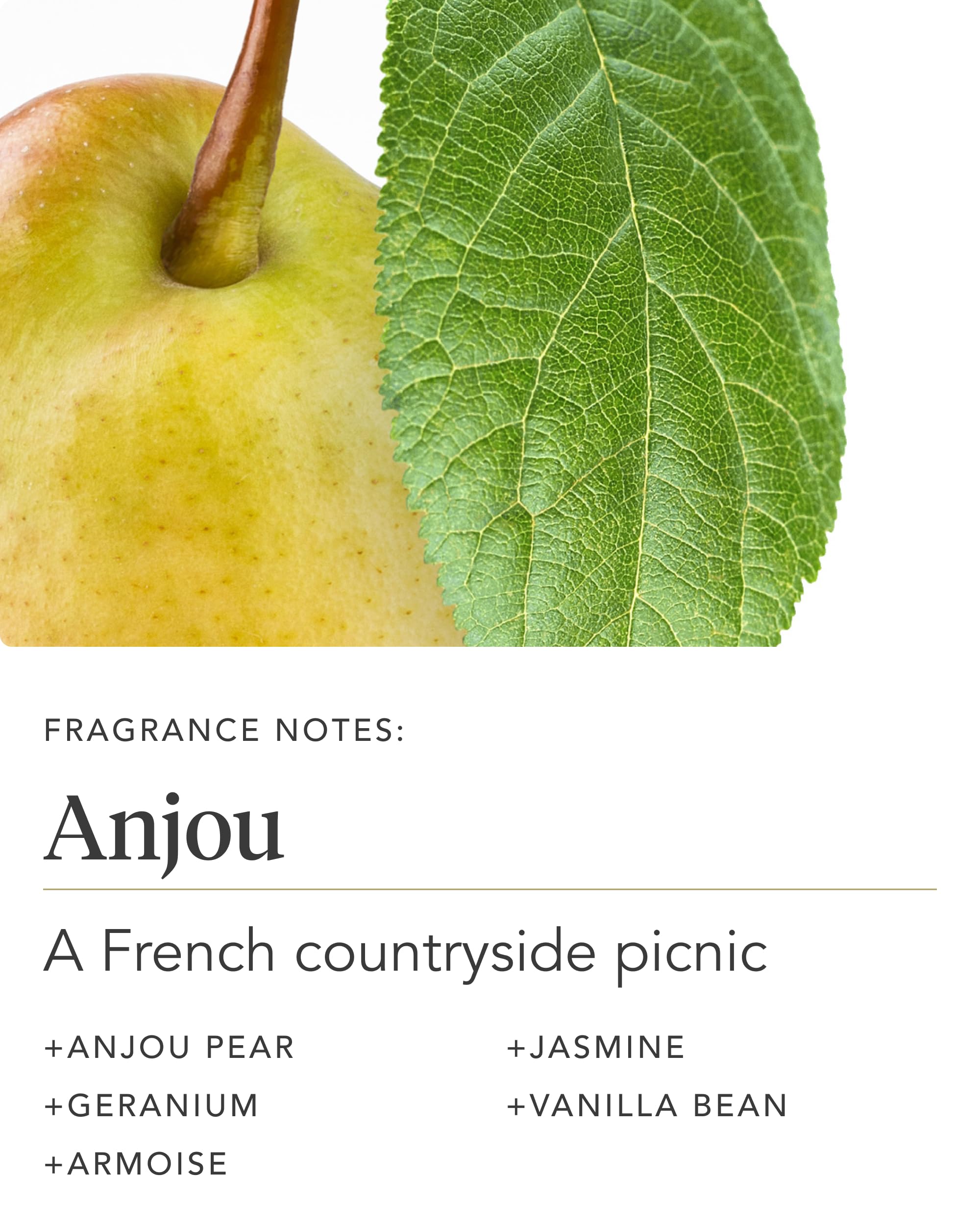 Hands applying Zents Anjou lotion for pampered skin